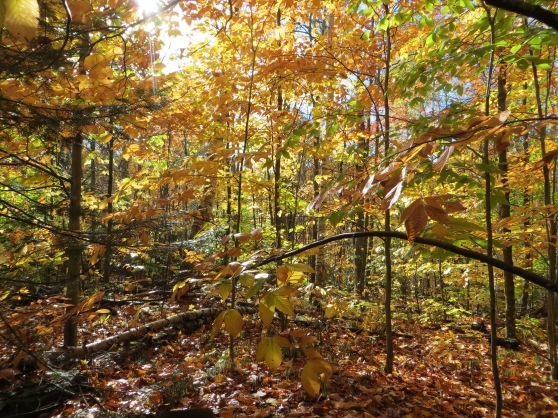 Algonquin Park - Lookout Trail: autumn at its best..